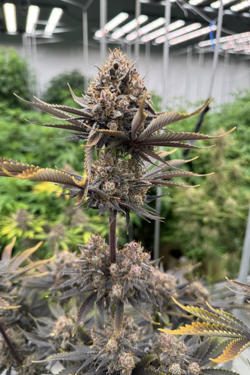 Photo of Banana Purple Punch Auto RF3