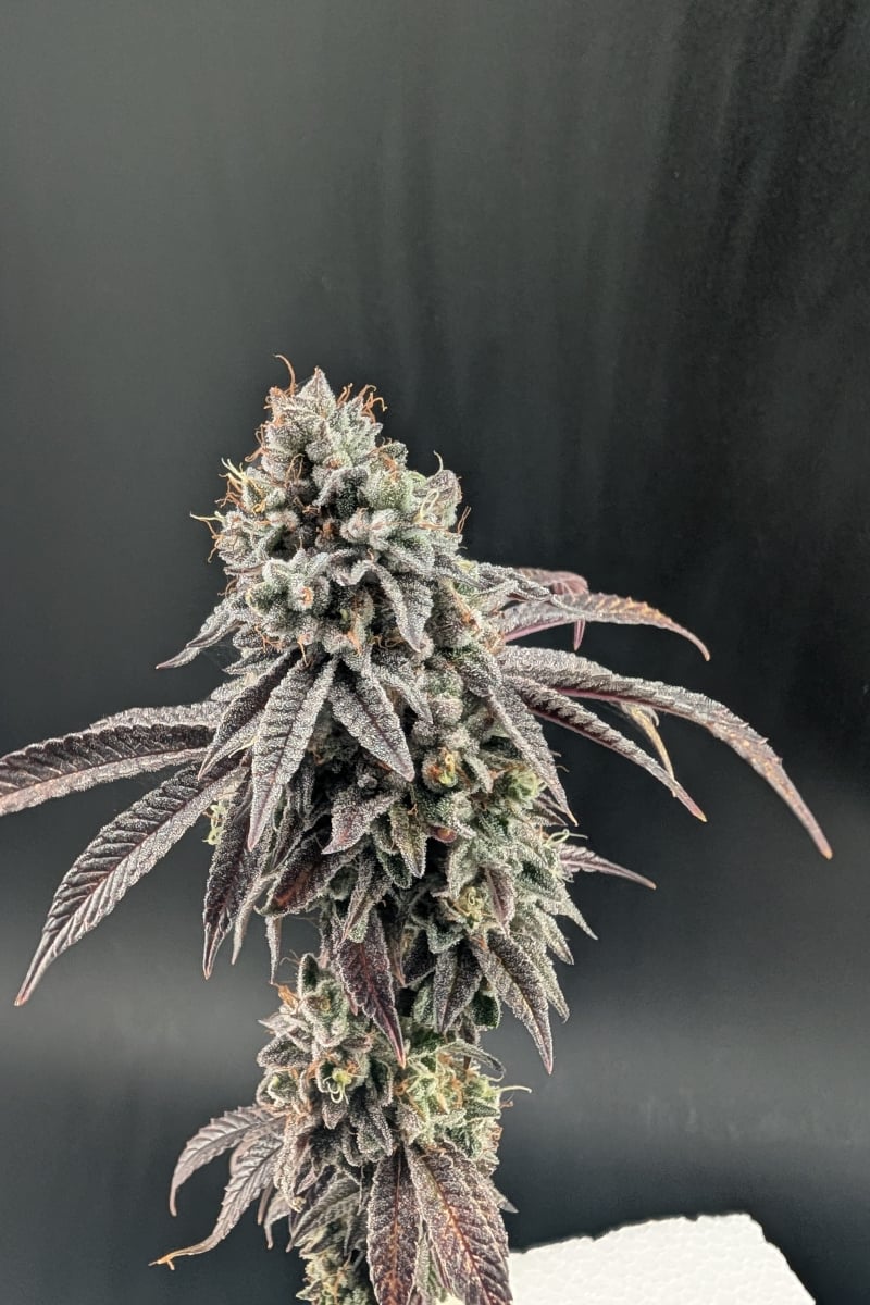 Photo of Garlic Mint Sherbet