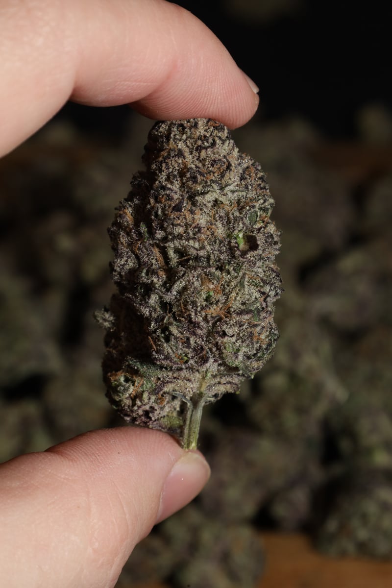 Photo of Lemon Cherry Runtz