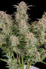 Bruce Banner Auto
