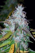 Californian Snow Auto