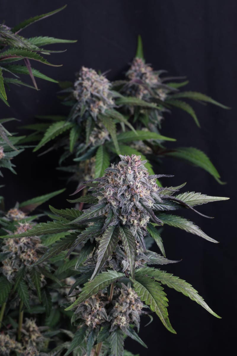 Photo of Lemon Cherry Sundae Auto