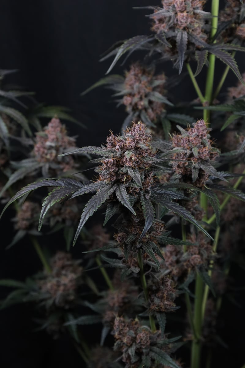 Photo of Mango Cherry Runtz Auto