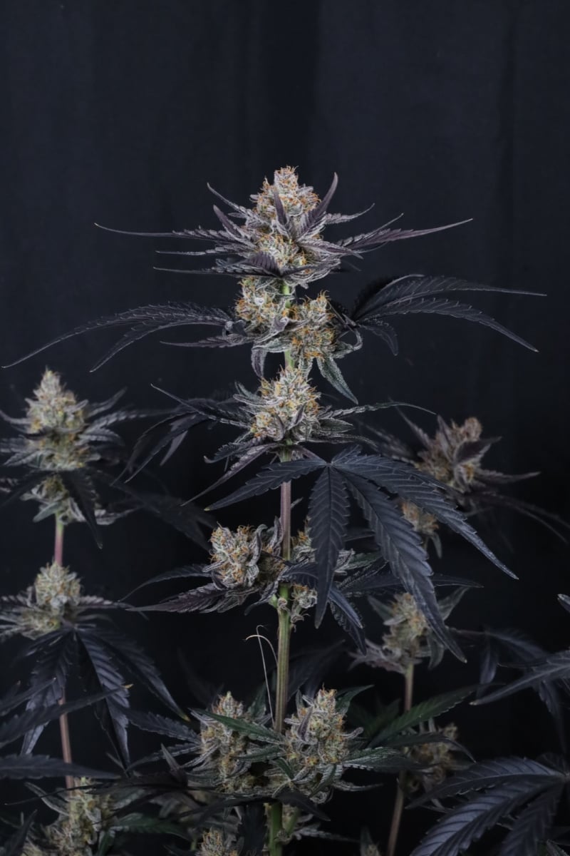 Photo of Guava Runtz Auto