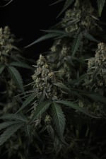Banana Cherry Cookies Auto