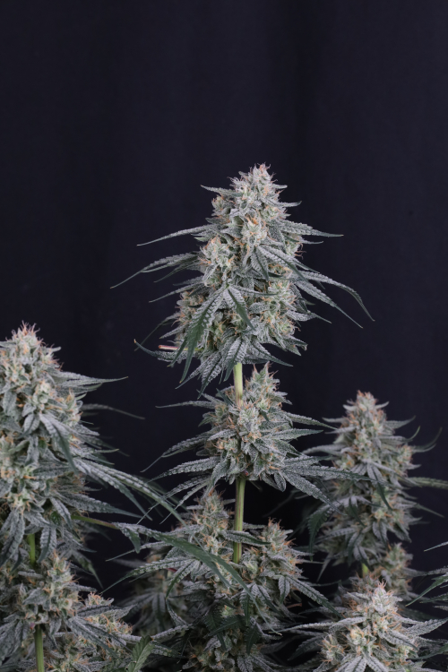 Garlic Mint Sherbet Auto