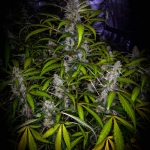 Blue Dream´matic