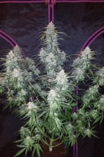 Pineapple Express Auto