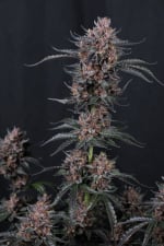 Mango Cherry Runtz Auto