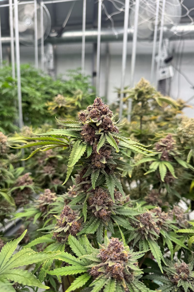 Photo of Cherry Cola Auto RF3