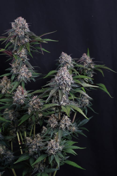 Lemon Cherry Sundae Auto