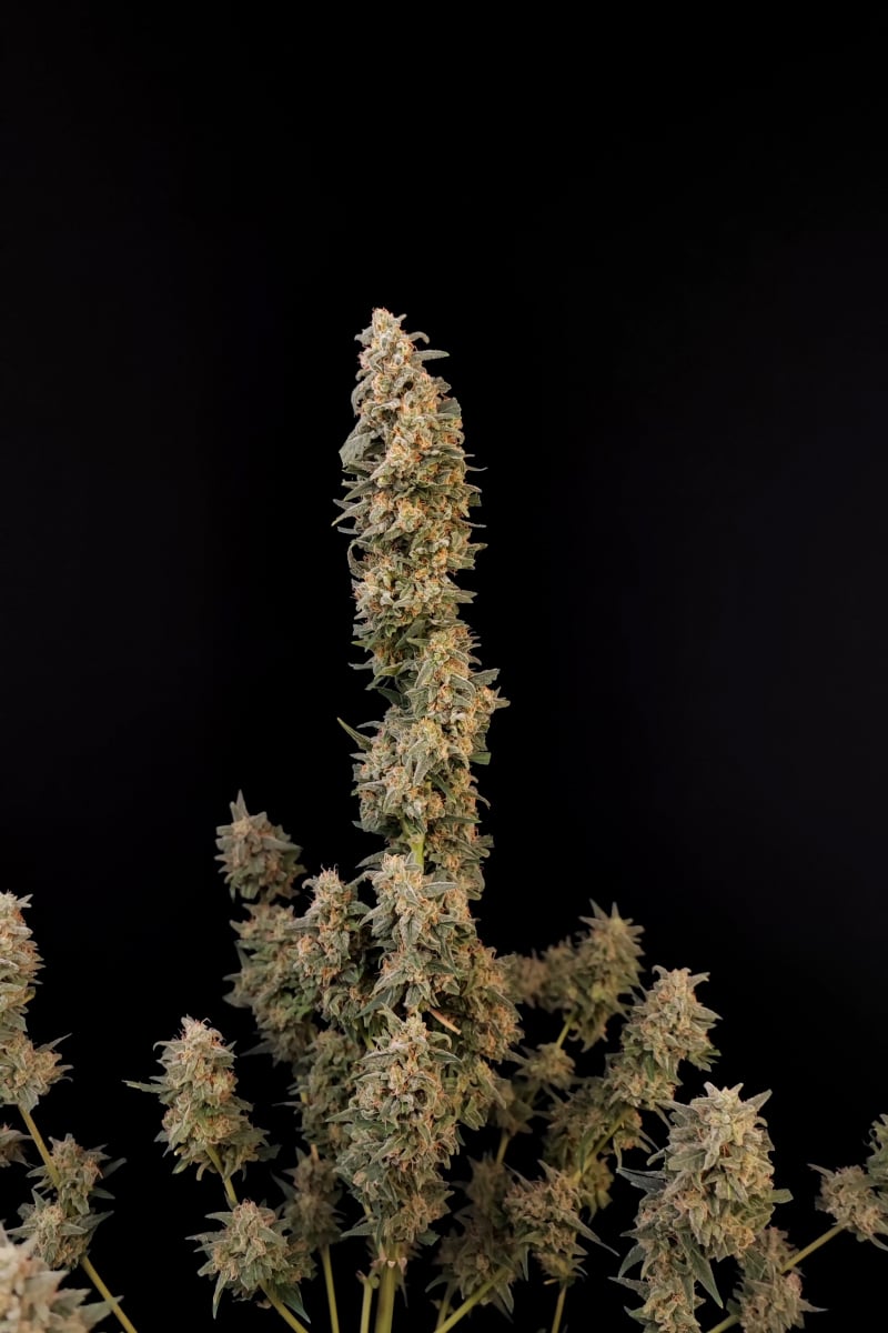 Photo of Critical Auto