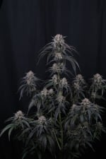 Mango Frost Auto