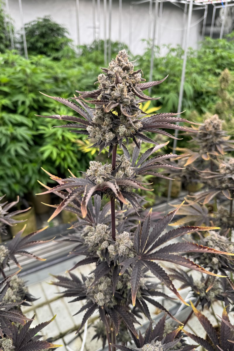 Photo of Banana Purple Punch Auto RF3