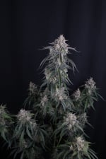 GMO Auto