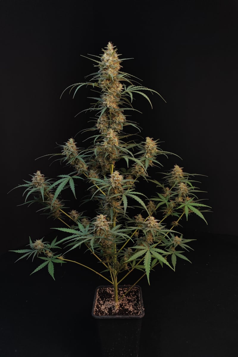 Photo of Chemdawg Auto