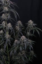 Mango Frost Auto
