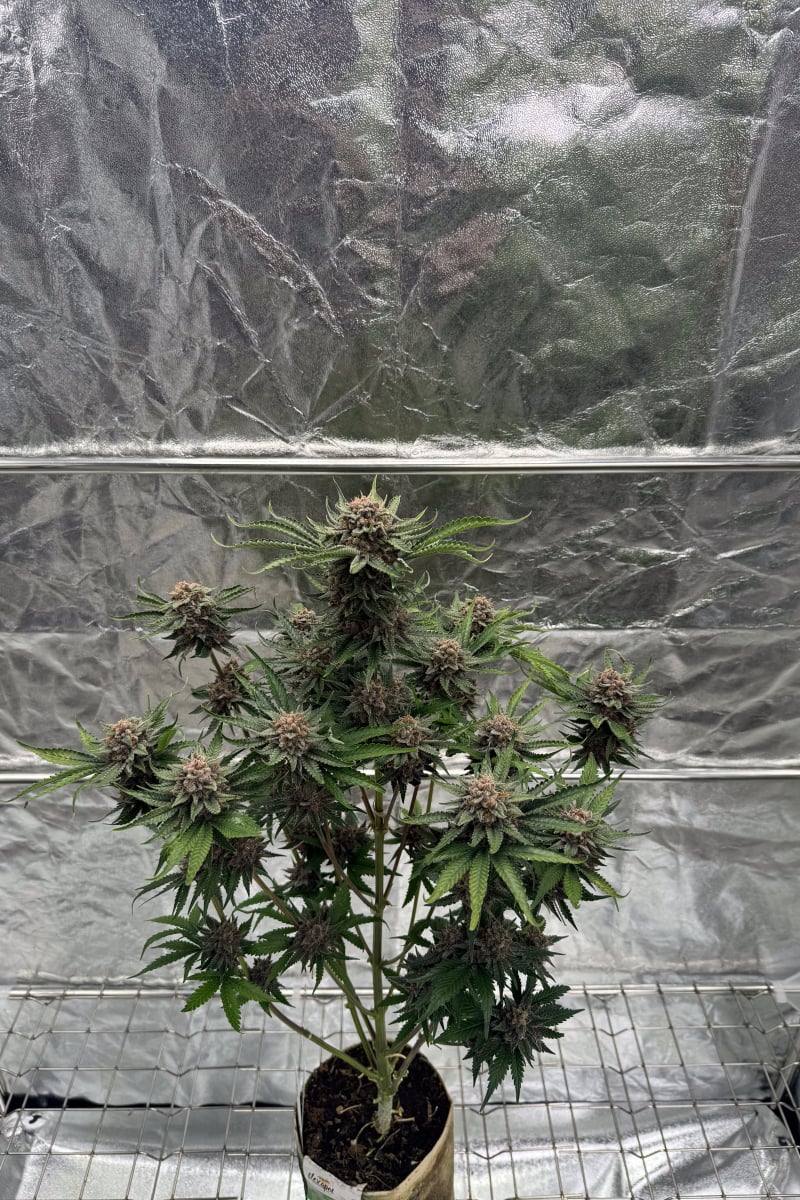 Photo of Cherry Cola Auto RF3