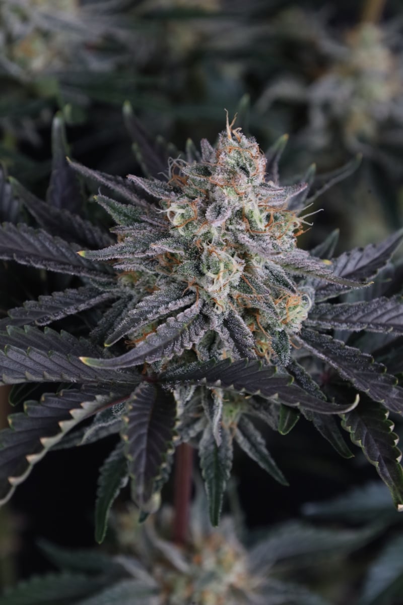 Photo of Mendo Frost Auto