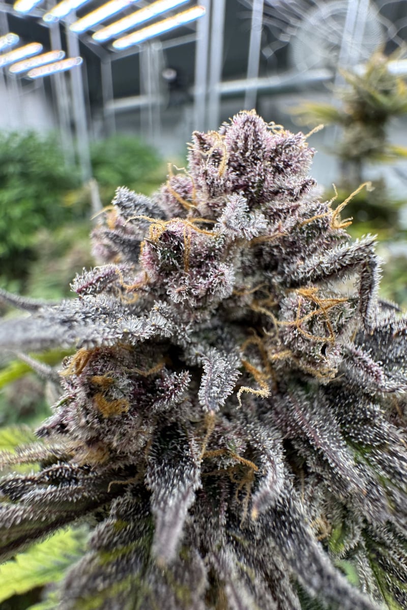 Photo of Cherry Cola Auto RF3