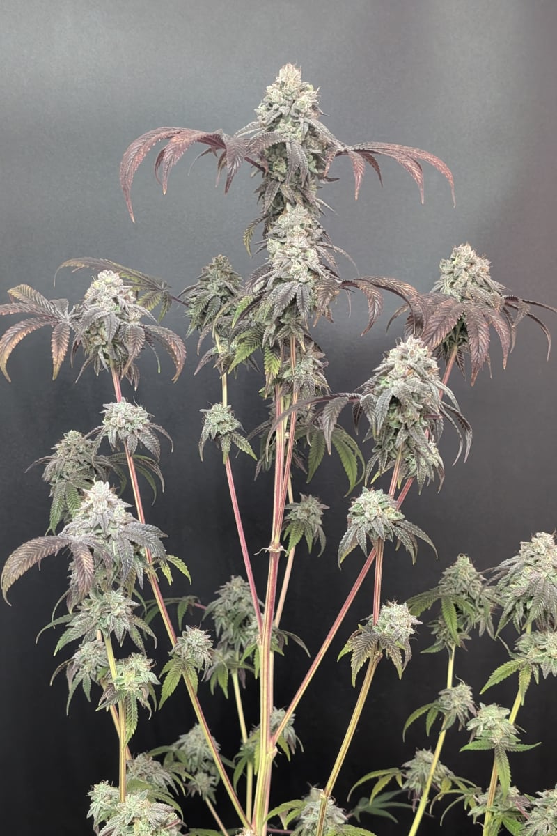 Photo of Garlic Mint Sherbet