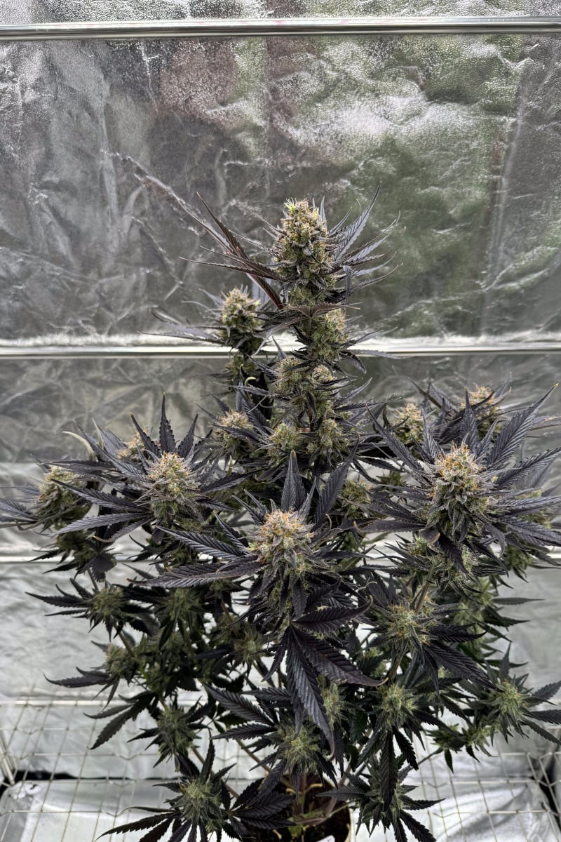 Photo of Guava Auto RF3