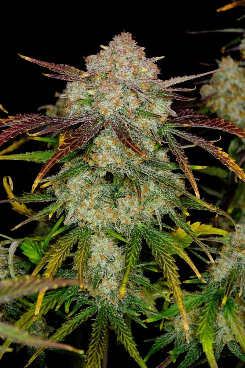 Photo of Frostbanger Auto