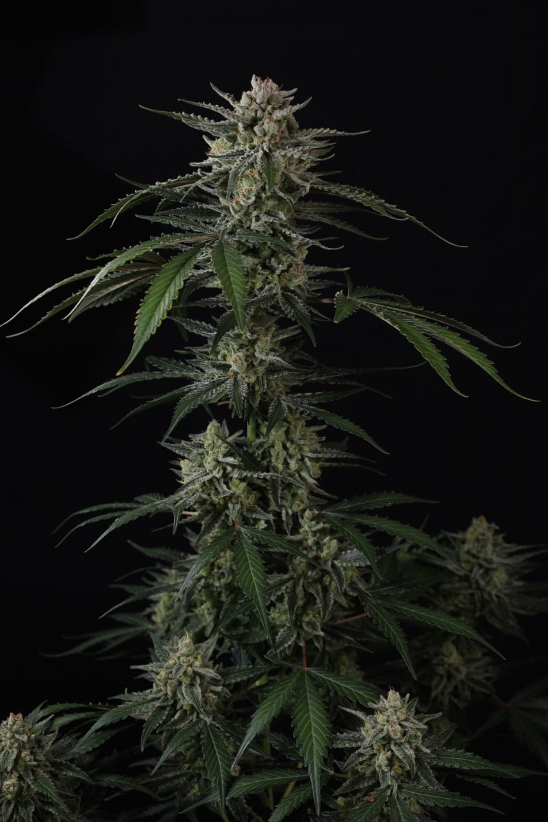 Photo of Banana Guava Auto
