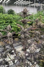 Banana Purple Punch Auto RF3