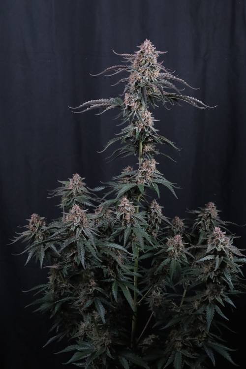 Mendo Cherry Cookies Auto