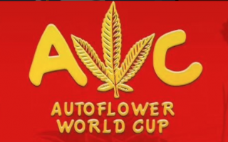 Buy American autoflowering feminized seeds in the Barcelona Seed Center  store