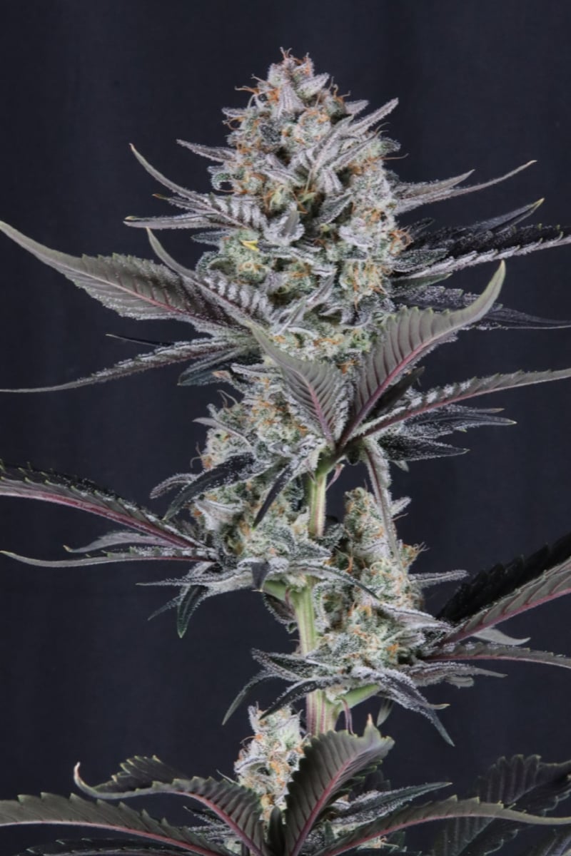 Photo of Mendo Guava Auto