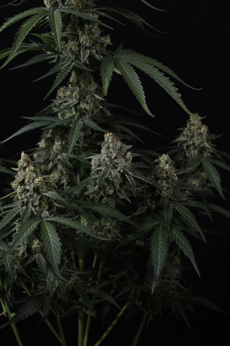 Photo of Banana Cherry Cookies Auto
