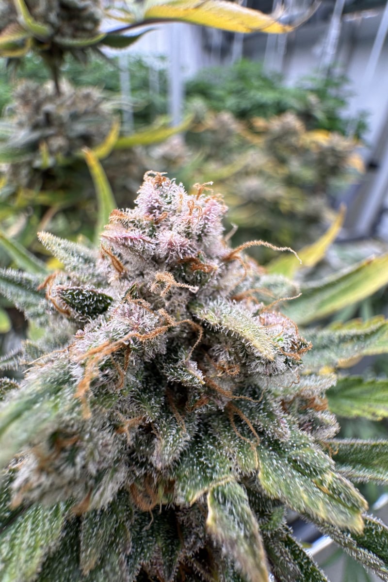 Photo of Cherry Cola Auto RF3