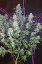 Pineapple Express Auto