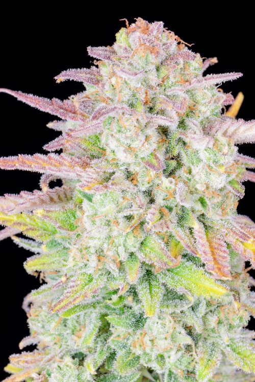 Trainwreck Auto Cannabis Seeds – Buy Trainwreck Strain | Fast Buds