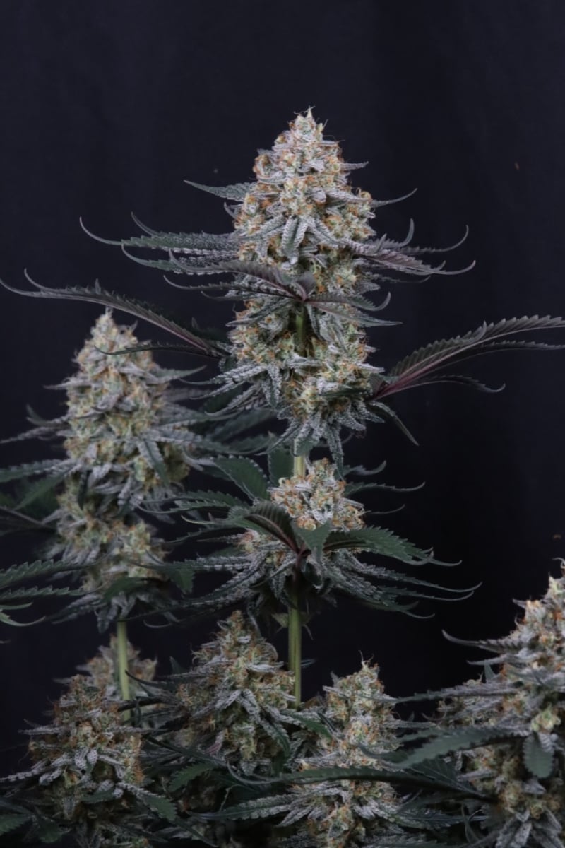 Photo of Guava Sundae Auto