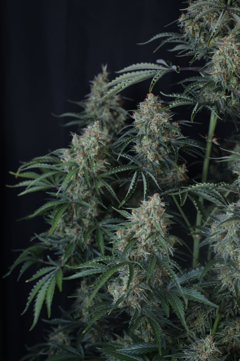 Photo of Gorilla Z Auto