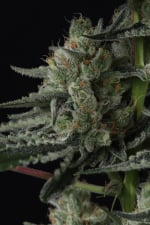 Banana Guava Auto