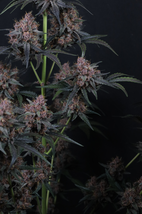 Mango Cherry Runtz Auto
