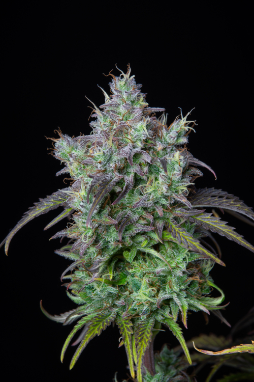 Big Bud Auto Cannabis Seeds – Buy Big Bud Weed Strain, Cannabis Yield ...