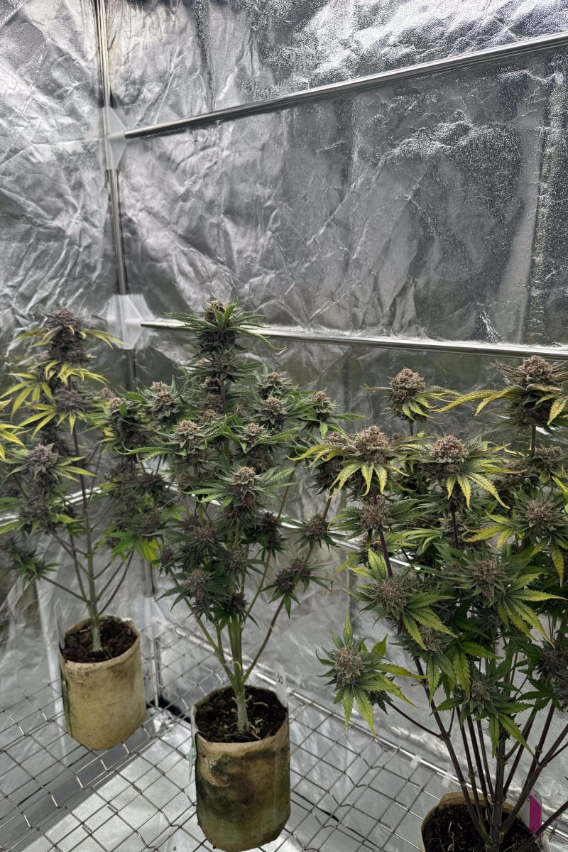 Photo of Cherry Cola Auto RF3