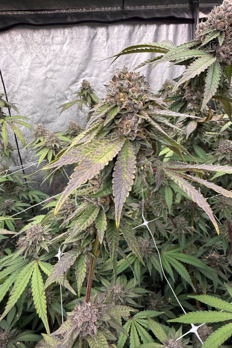 Photo of Biscotti Gelato