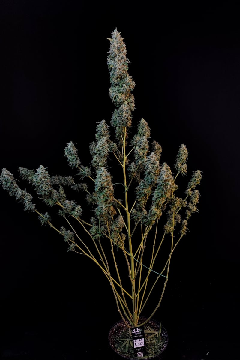 Photo of Sour Diesel Auto