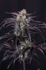 Strawberry Gorilla Auto RF3