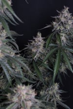 GMO Auto