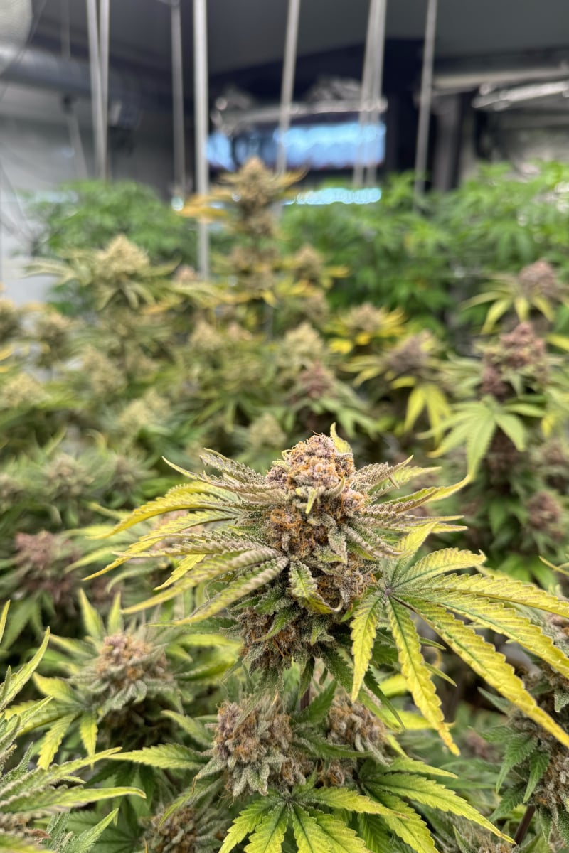 Photo of Cherry Cola Auto RF3