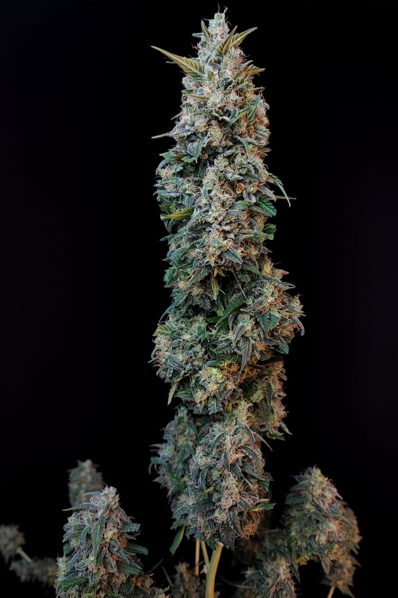 Photo of Sour Diesel Auto