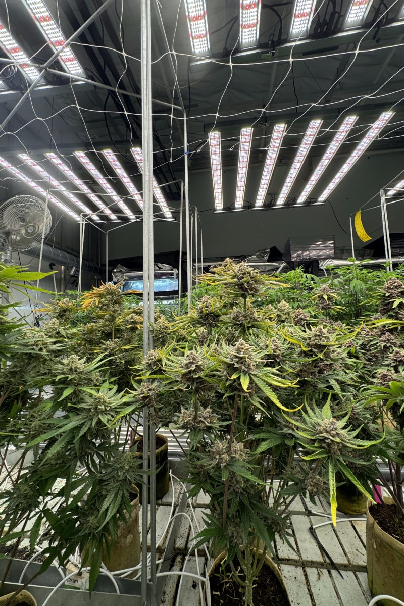 Photo of Cherry Cola Auto RF3