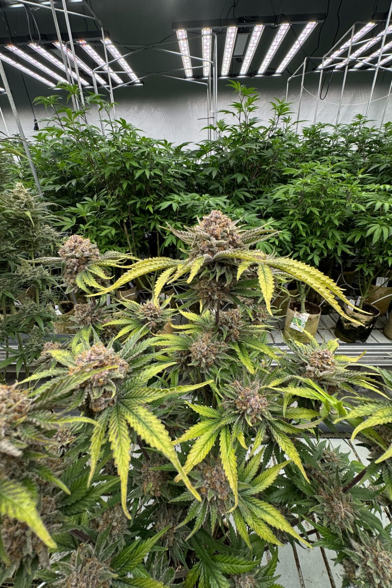 Photo of Cherry Cola Auto RF3